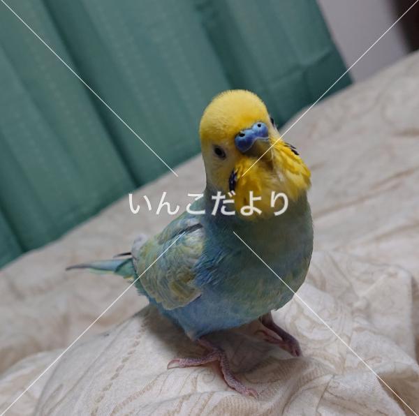 迷い鳥の写真