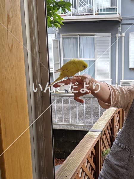 保護鳥の写真