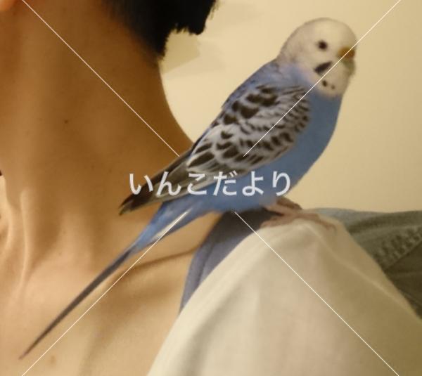迷い鳥の写真