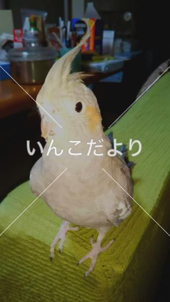 迷い鳥の写真