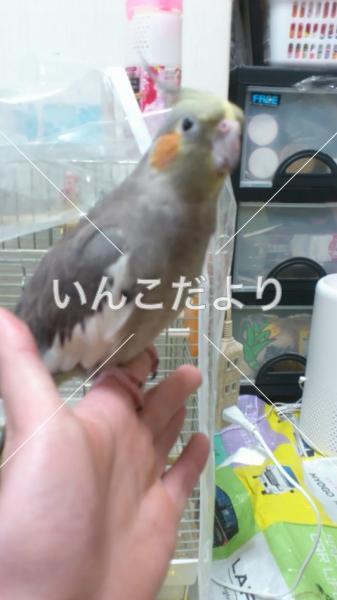 迷い鳥の写真