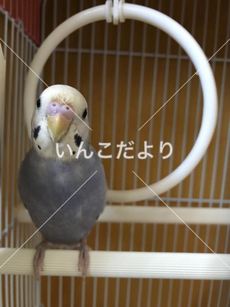 迷い鳥の写真