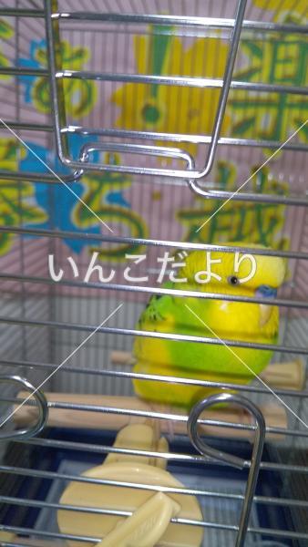保護鳥の写真
