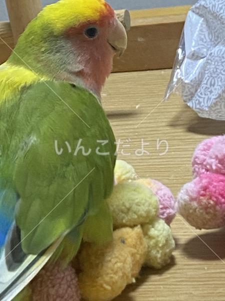 迷い鳥の写真
