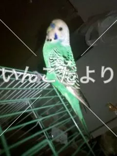 保護鳥の写真