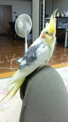 保護鳥の写真