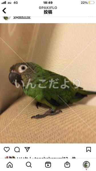 迷い鳥の写真