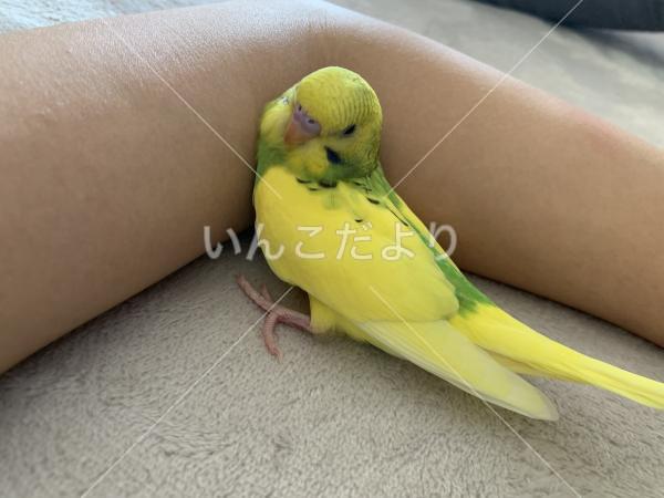 迷い鳥の写真