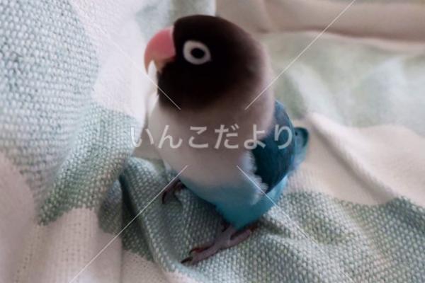 迷い鳥の写真