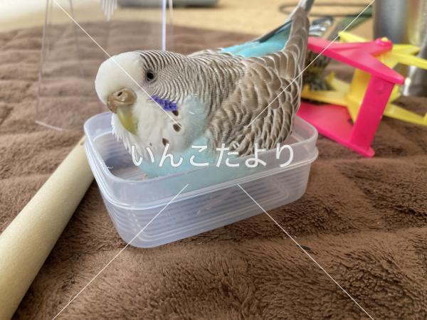 迷い鳥の写真