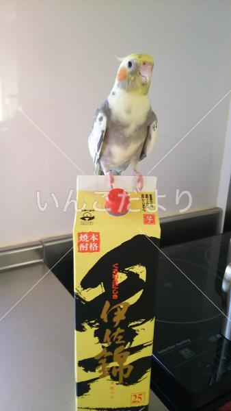 迷い鳥の写真