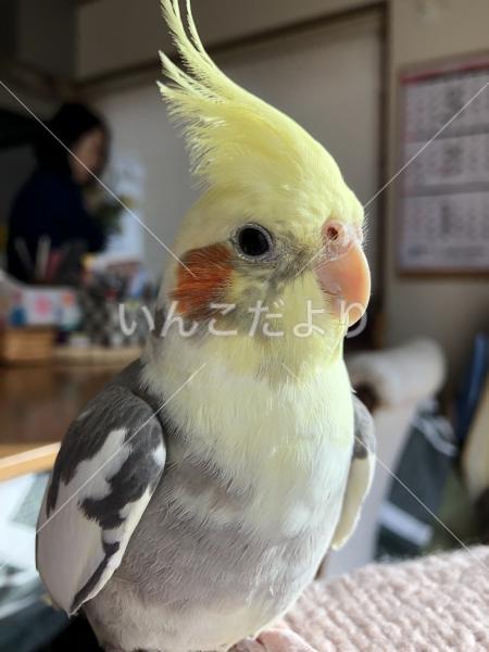 迷い鳥の写真
