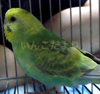 保護鳥の写真