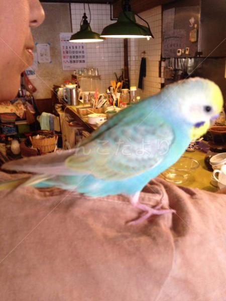 保護鳥の写真