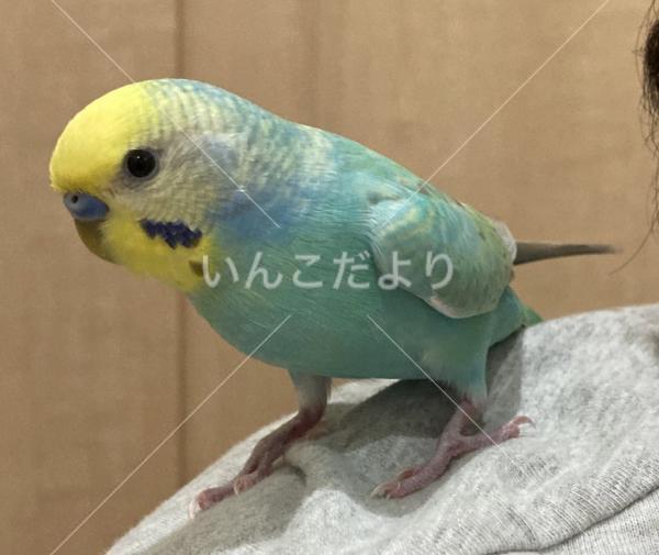 迷い鳥の写真