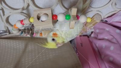 迷い鳥の写真