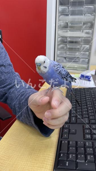 保護鳥の写真