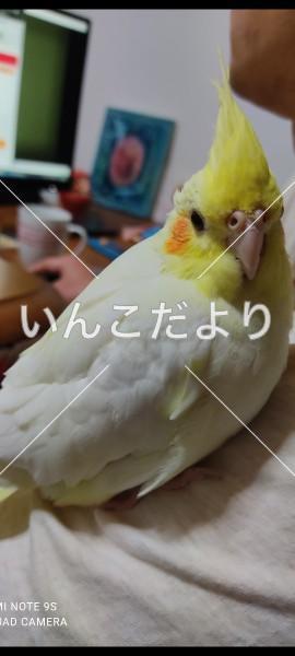 迷い鳥の写真