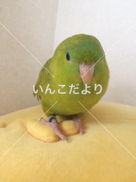 迷い鳥の写真