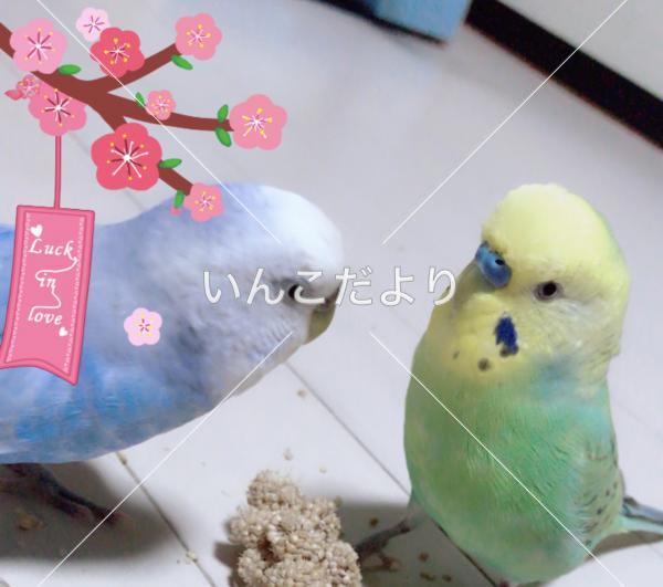 迷い鳥の写真