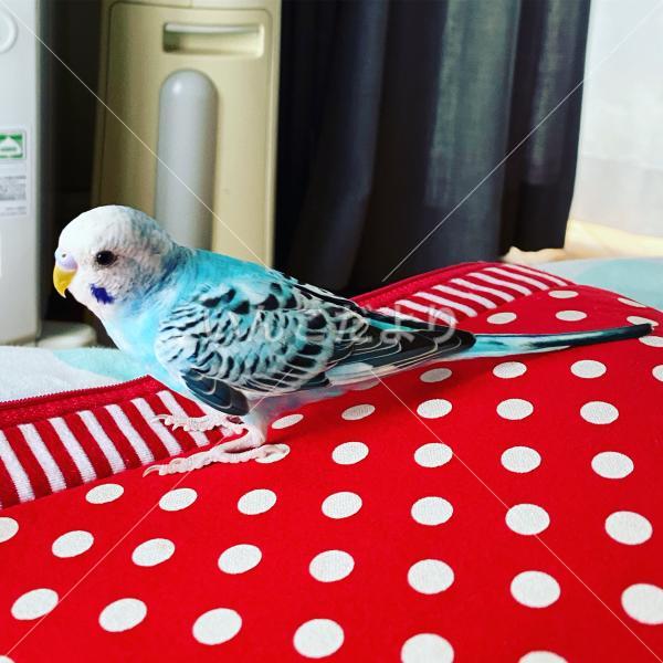 迷い鳥の写真
