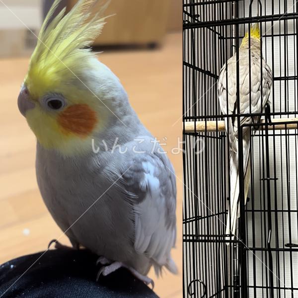 保護鳥の写真