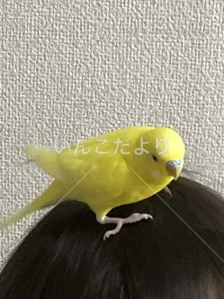 迷い鳥の写真