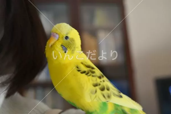 迷い鳥の写真