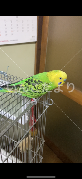 保護鳥の写真