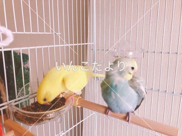 迷い鳥の写真