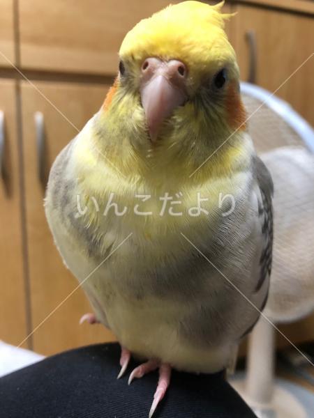 迷い鳥の写真