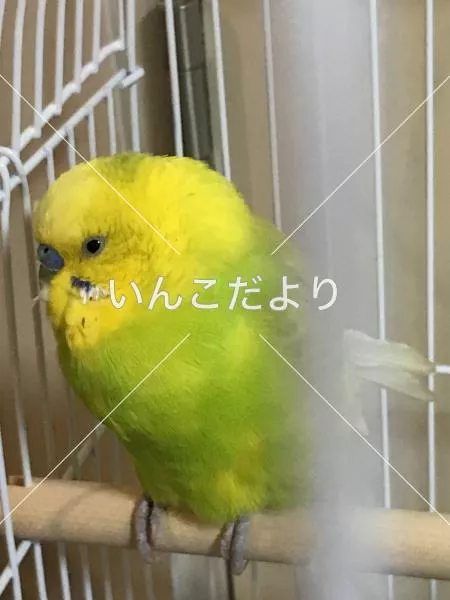 保護鳥の写真