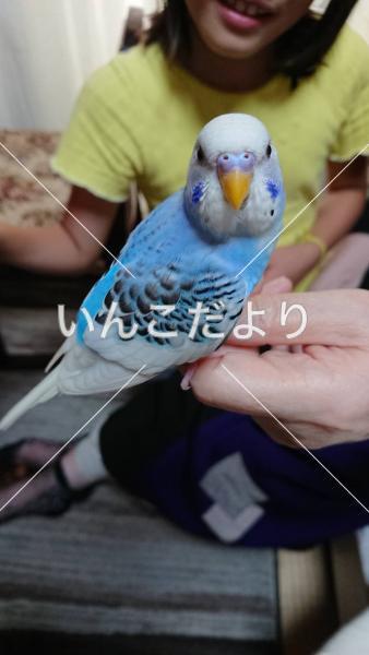 迷い鳥の写真