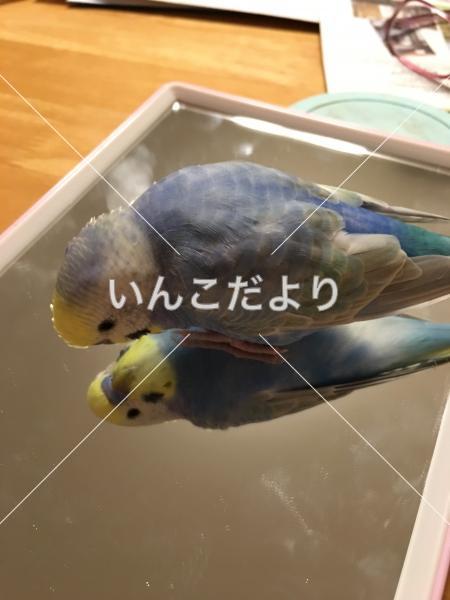 迷い鳥の写真