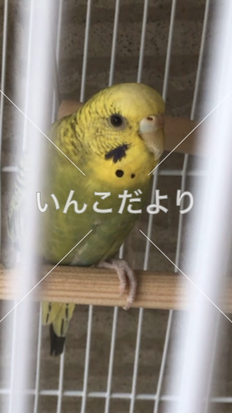 迷い鳥の写真