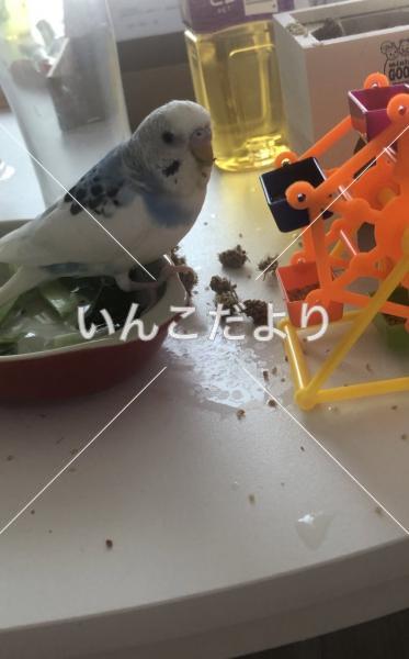 迷い鳥の写真
