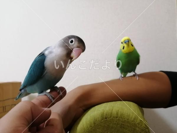 迷い鳥の写真