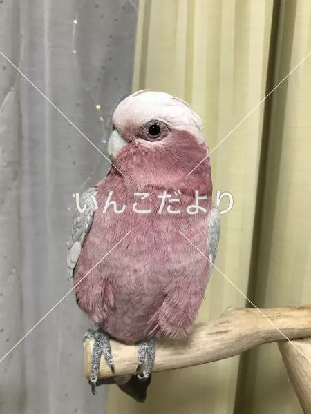 保護鳥の写真