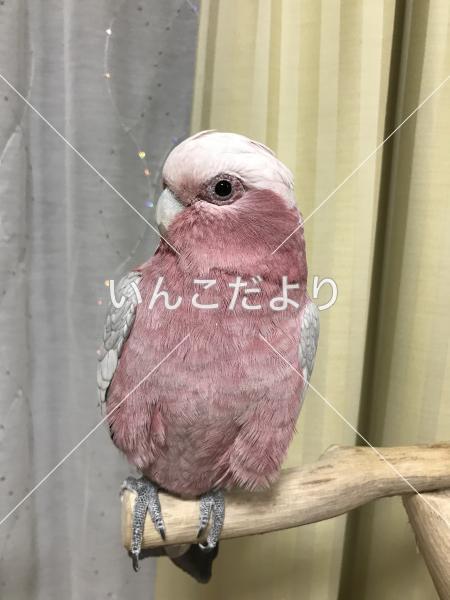 保護鳥の写真