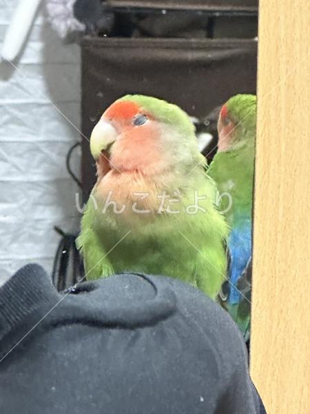 迷い鳥の写真