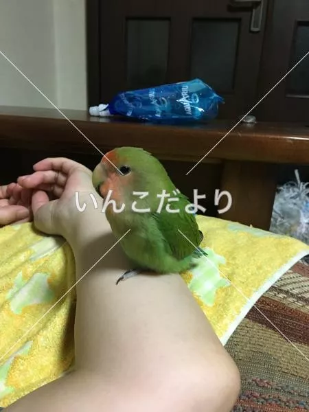 迷い鳥の写真