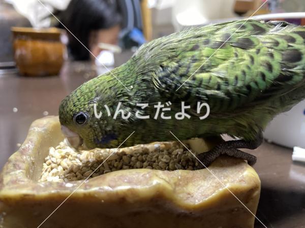 迷い鳥の写真