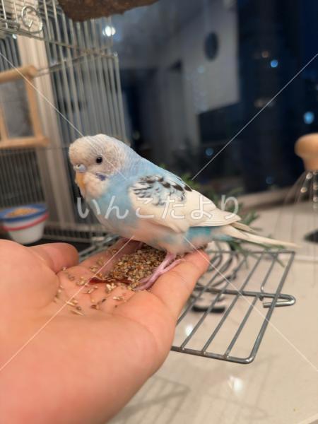 保護鳥の写真