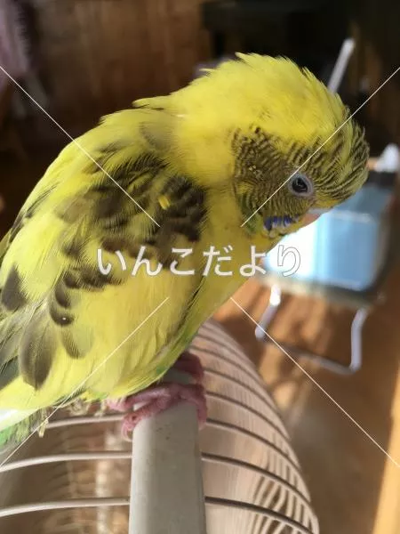 保護鳥の写真