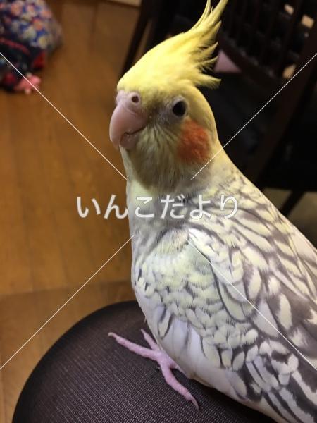 迷い鳥の写真