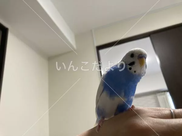 迷い鳥の写真