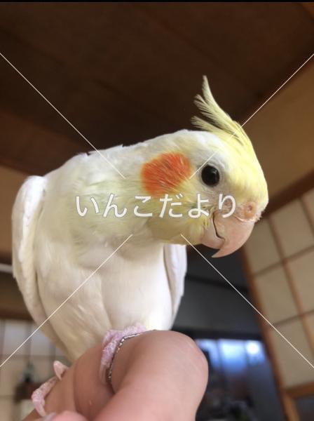 迷い鳥の写真