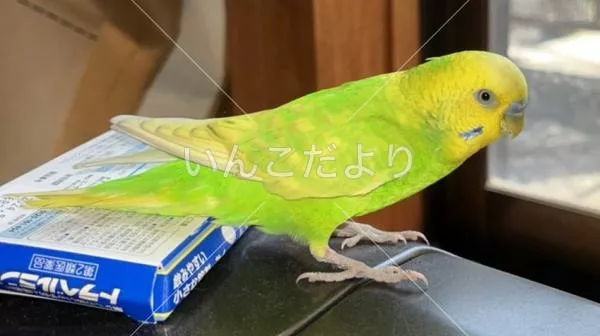 保護鳥の写真