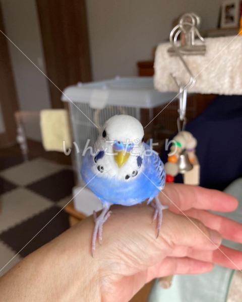迷い鳥の写真