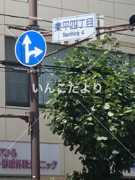 保護鳥の写真